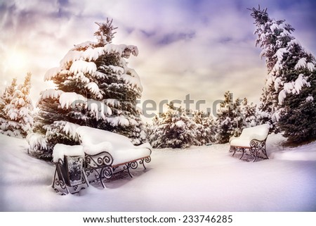 Winter park with snow trees and benches at cloudy sunrise sky