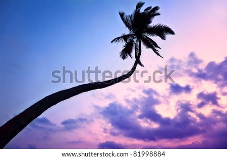 Silhouette of Palm tree at purple sky background in India