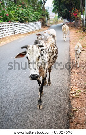 Cows walking along the road in Anjuna village, Goa, India