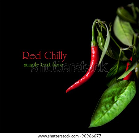 Growing red chilly with leaves at black background. Free space for sample text and can be used as template
