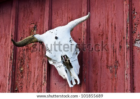 Animal skull bleached from the sun hanging on the wall of a red barn