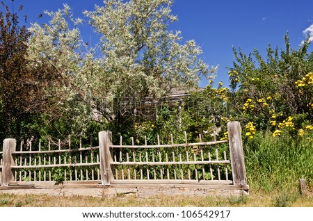 Old wooden fence provides a partial border for a Russian Olive tree and yellow roses