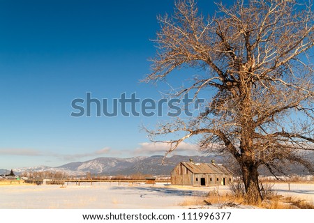 Large, deciduous tree, barn, and mountains on a beautiful winter day in Montana