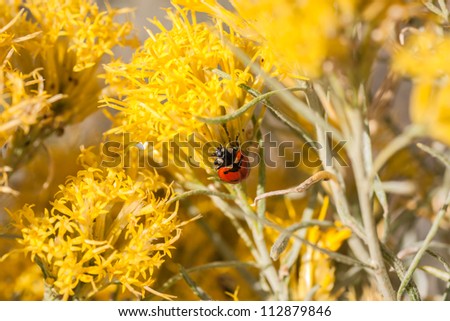 Ladybug (Coccinellidae) or ladybird beetle, or lady beetle on a gray horsebrush plant in Montana