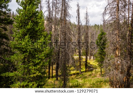 Few living trees remain in this forest where the pine beetle has killed the lodgepole pines (Pinus contorta) near Wickes, Montana.