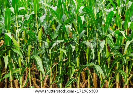 Cornfield with corn looking good on the stalks would make a nice background