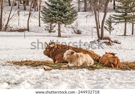 Shaggy haired, long horned Highland cow and calves resting on a winter day.