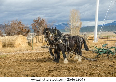 Shire horses harnessed to an antique plow which is being used to farm a small plot of land