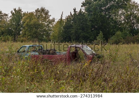 Red and blue pickup trucks almost buried in the tall grasses and weeds surrounding them.  The red one seems to be in the worst condition.
