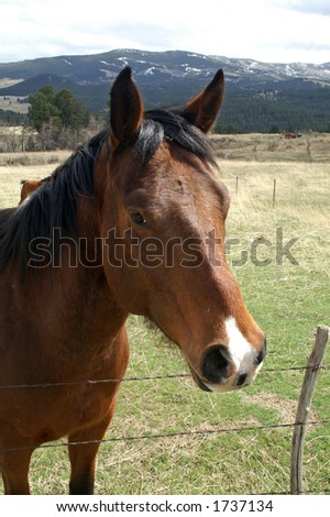 Horse standing at fence to say hello