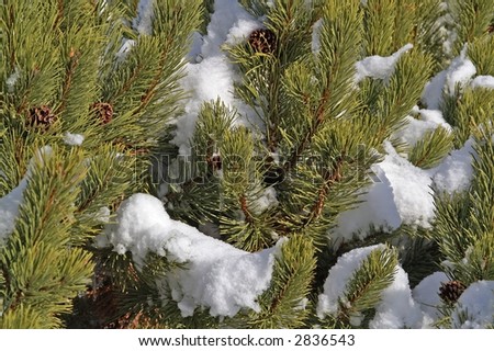 Evergreen branches with melting snow on sunny day in winter