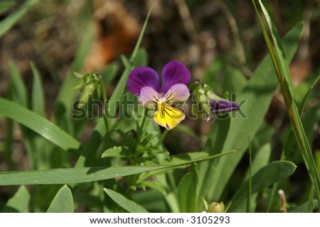 Johnny Jump-up (Viola tricolor L.) found growing wild in Montana
