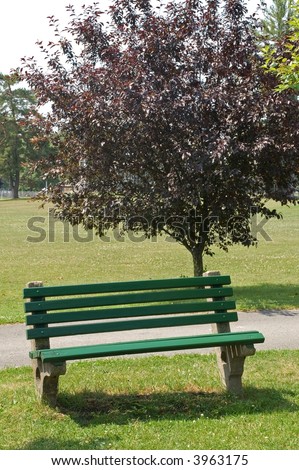 Park bench sitting by a small tree offers a great place to sit and contemplate whatever is on your mind or to simply relax
