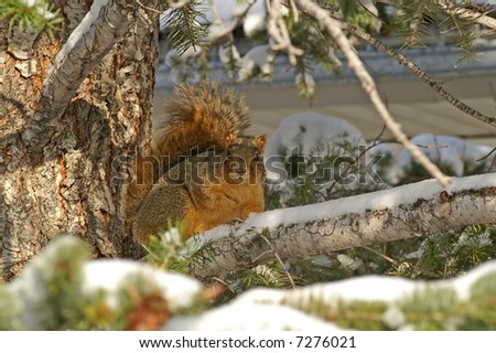 Squirrel sitting in tree with snow on the end of its nose
