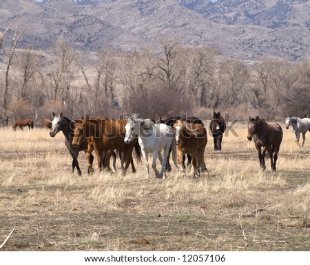 Horses grouping together with an apparent destination in mind