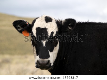Black cow with black and white face