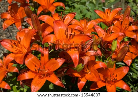 Asiatic Lily 'Brunello' (Lilium) is a beautiful red-orange flower