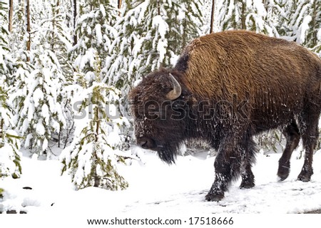 Undaunted and determined, this bison continues with snow blowing in his face