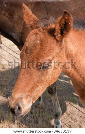 This friendly little foal stuck its head over the fence to be petted and photographed