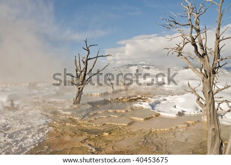 Dead trees, hot springs, mountains in the background near Mammoth Hot Springs in Yellowstone National Park in winter
