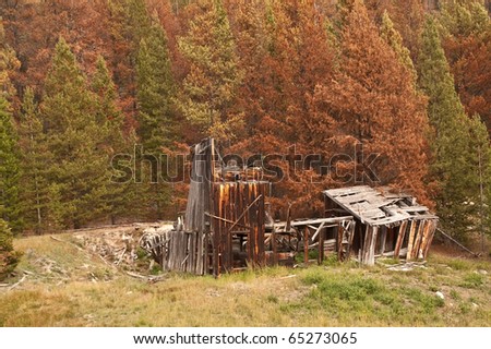 Which will come first for this long-abandoned building?  Fire from the beetle-killed pines or full collapse from vandals and weather?