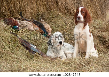 Two Bird dog resting after the hunt beside a shotguns and pheasants in front of a hay, horizontal