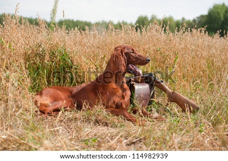 Gun dog near to shot-gun, horizontal, outdoors