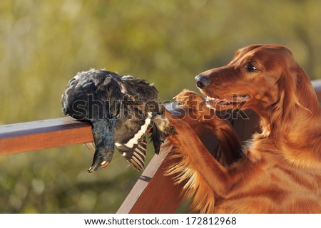 Gun dog near to trophies, horizontal, outdoors