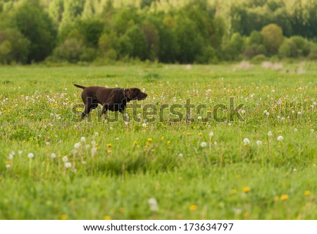 Gun dog on green grass, horizontal, outdoors