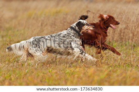 Two dogs runs on a green grass. Shallow DOF, focus on dog. Shooting with panning.