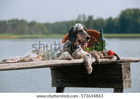 setter with hunting bird and accessories, horizontal, outdoors