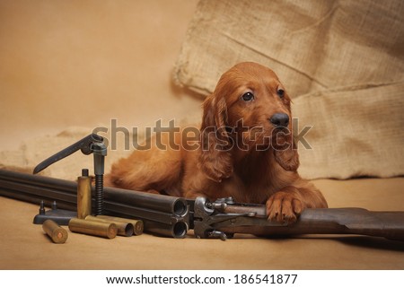 Puppy and hunting accessories, horizontal, studio