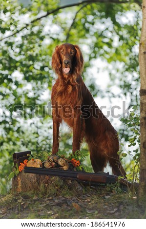 Gun dog near to trophies, vertical, outdoors