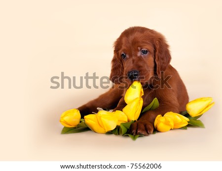 Cute Puppies And Flowers. puppy with flowers
