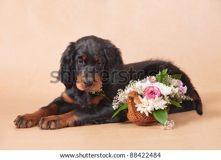 gordon setter\'s puppy with flowers, studio, horizontal