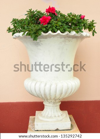 plant in big ceramic pot on a background of wall