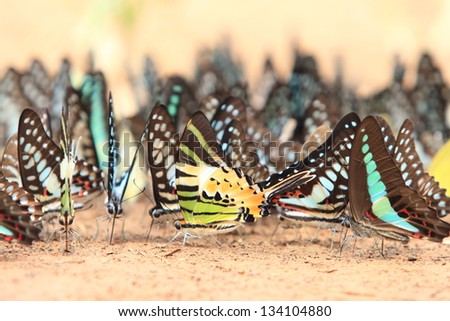 Butterfly in nature Butterfly in nature
