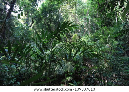 A scene looking straight into a dense tropical rain forest