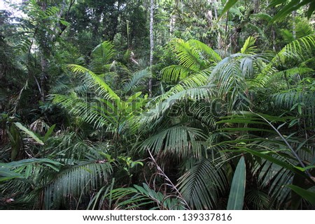 A scene looking straight into a dense tropical rain forest