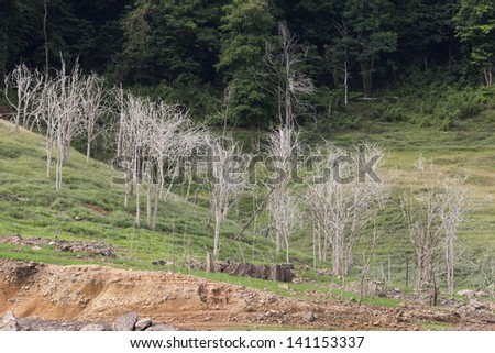 Horizontal red cliff of small level ground dig a well. And standing dead trees.