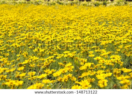 Marigold flowers in the meadow in the sunlight