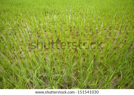 Rice field in Vang Vieng Laos South East Asia