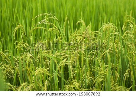 Mature paddy rice. Rice is a staple food of Asia.