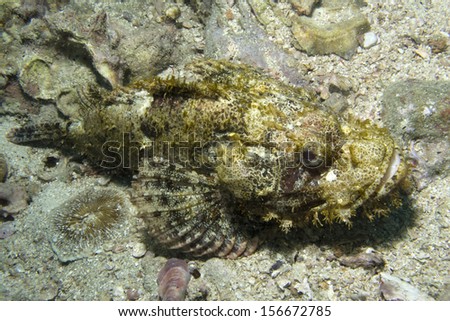 Scorpion Fish on the reef