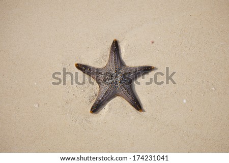 starfish (sea star)
