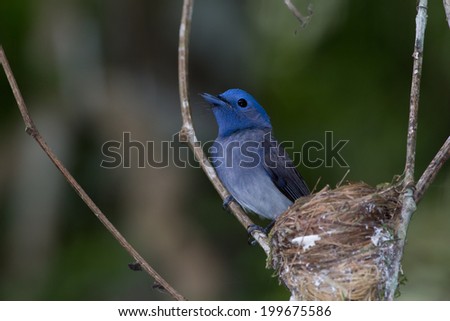Beautiful Bird (Black-naped Monarch) in nature, in Thailand