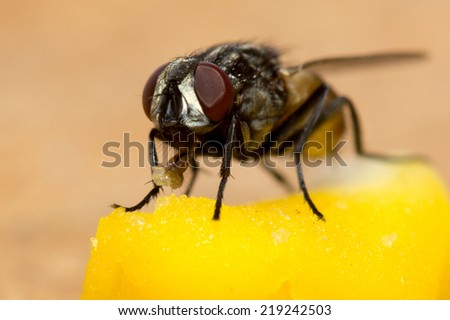 fly on food