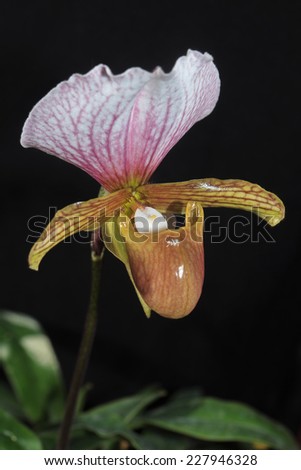 Lady slipper orchid, Paphiopedilum.