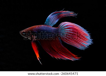 Betta fish (siamese fighting fish) isolated