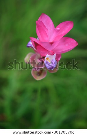 Siam Tulip, Pink Flower, Field of Flowers